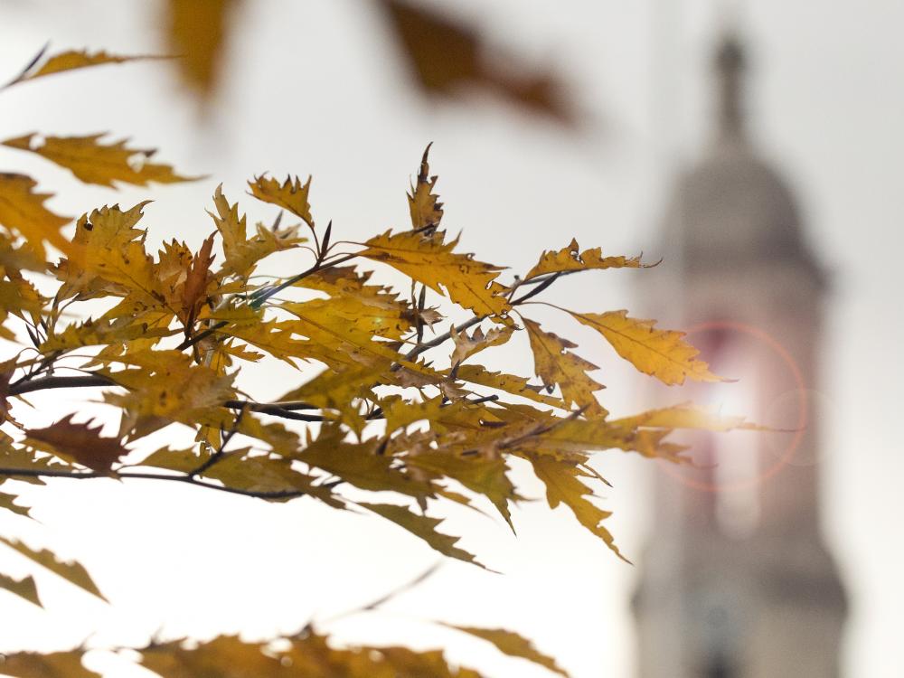 Autumn leaves at Penn State